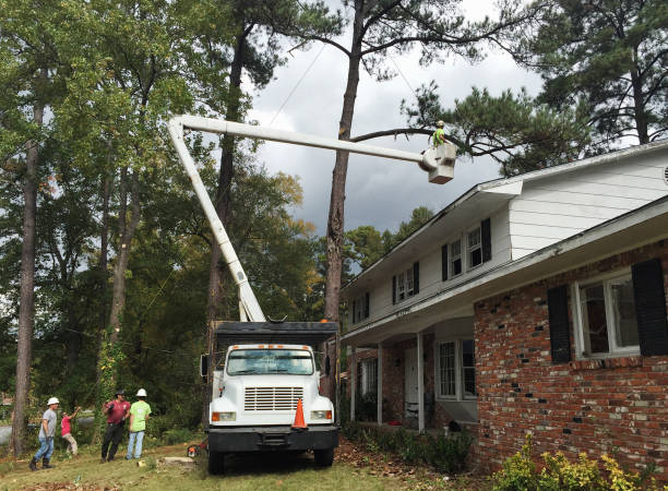 How Our Tree Care Process Works  in  Cedar Park, TX